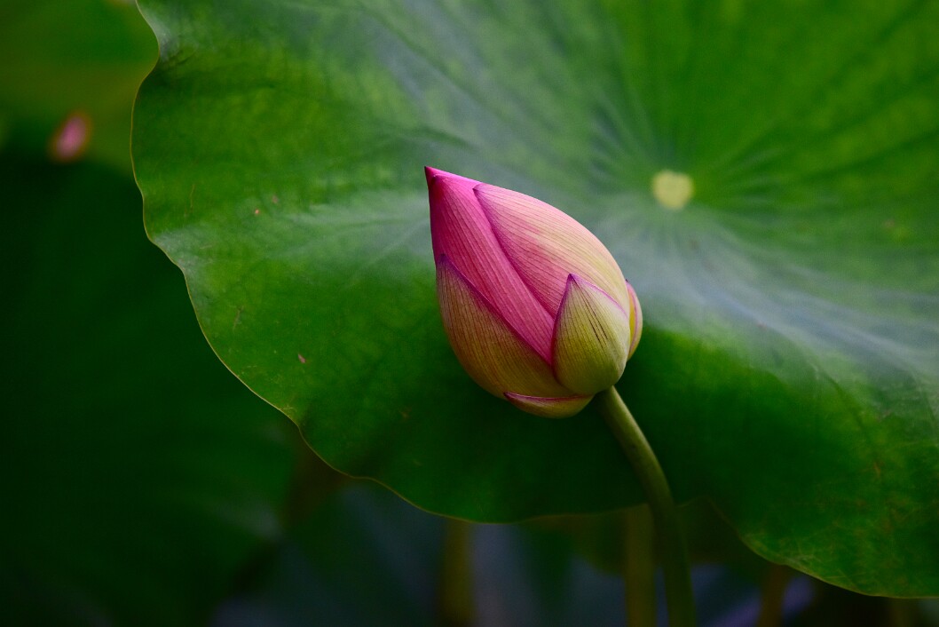 Newly Lotus Bud Against a Leaf