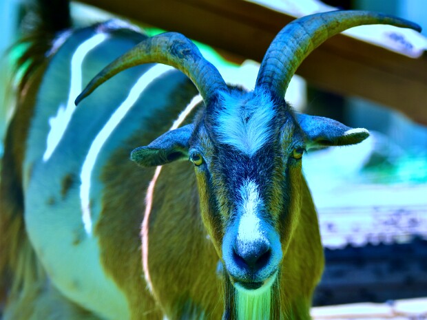 Week 31- Color Temperature