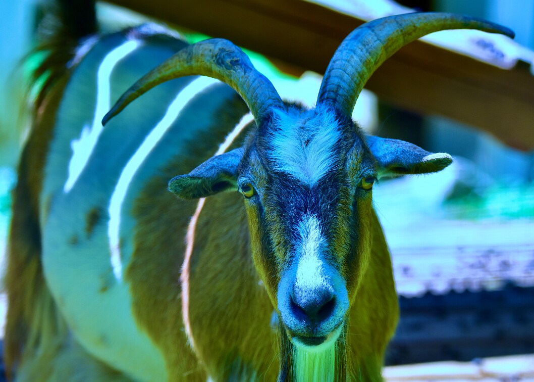 Buddy the Goat in Cool White Balance Color Temperature