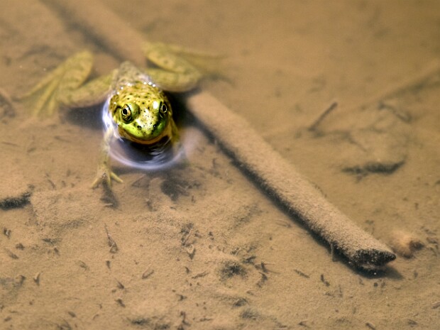 Week 36- Shoot From Above