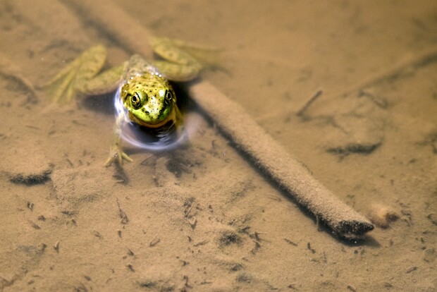 Week 36- Shoot From Above