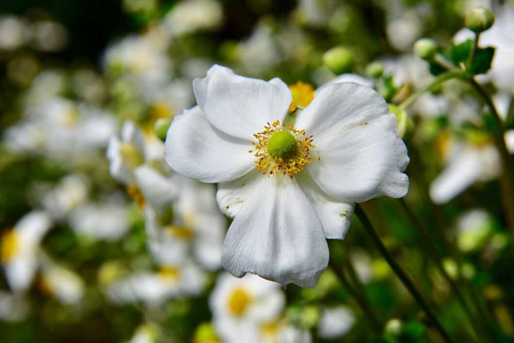 Japanese Anemone Showing Like Its a Nice Day for a White Wedding