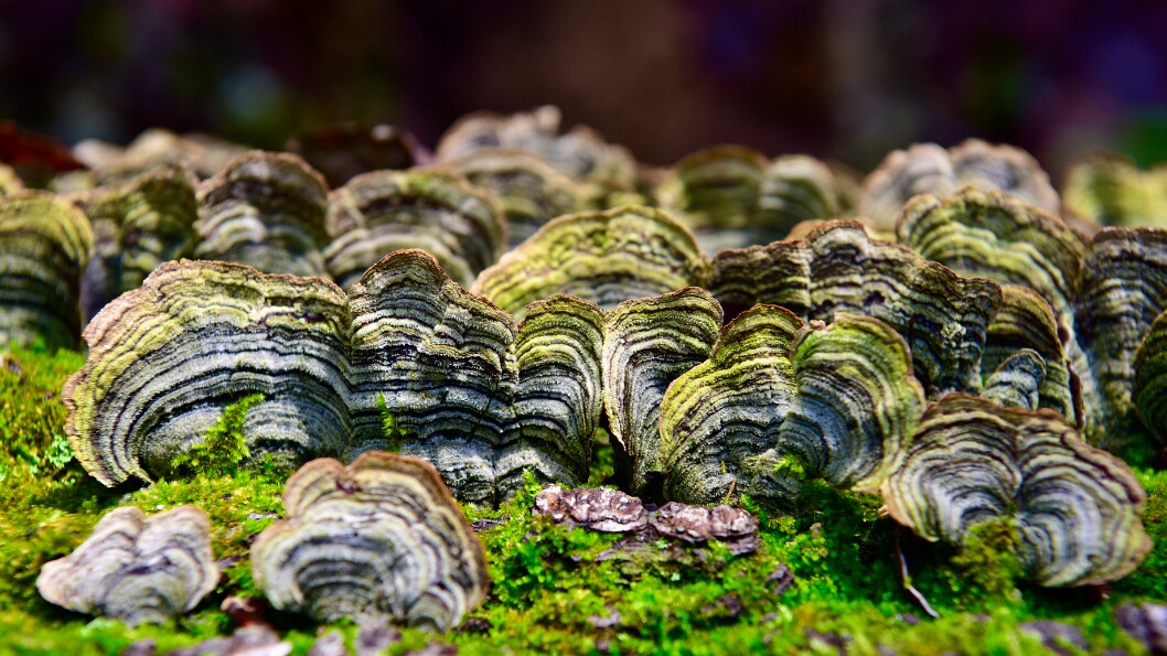 Turkey-Tail Fungus Like Mutual Core