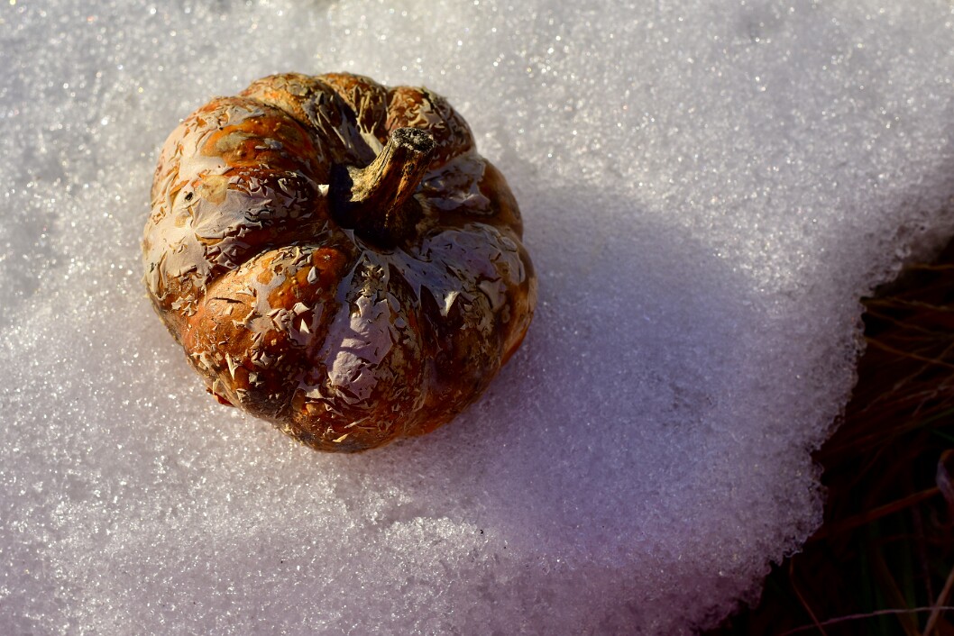Peeling Pumpkin in the Snow