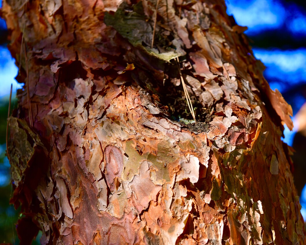 Oculus Draconis Japanese Red Pine Flaking