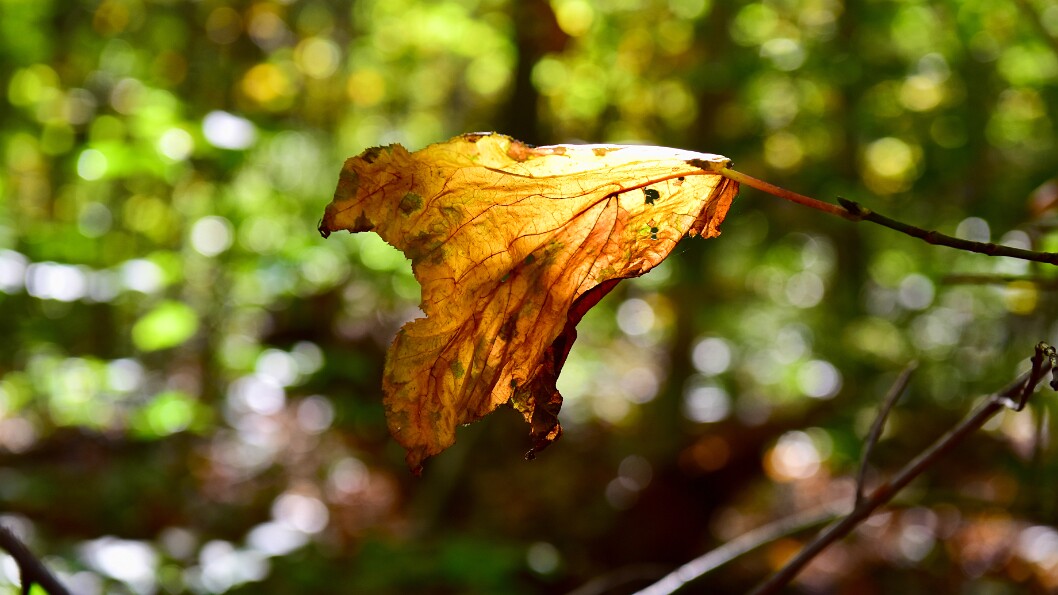 Like a Wrinkled Bird