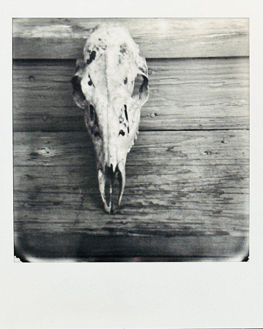 Deer Skull on Back Stairs