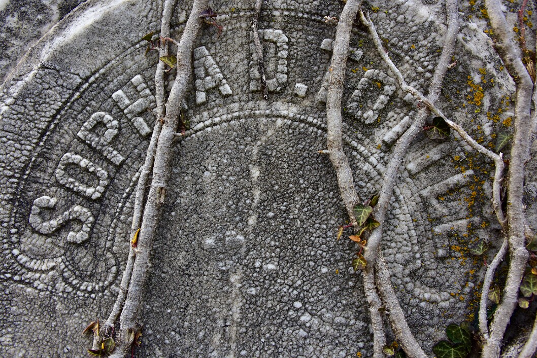 Vines on Sophia D. Tottle 1