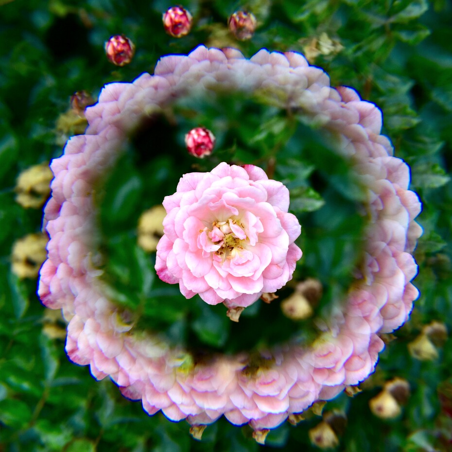 Week 22- Through The Looking Glass