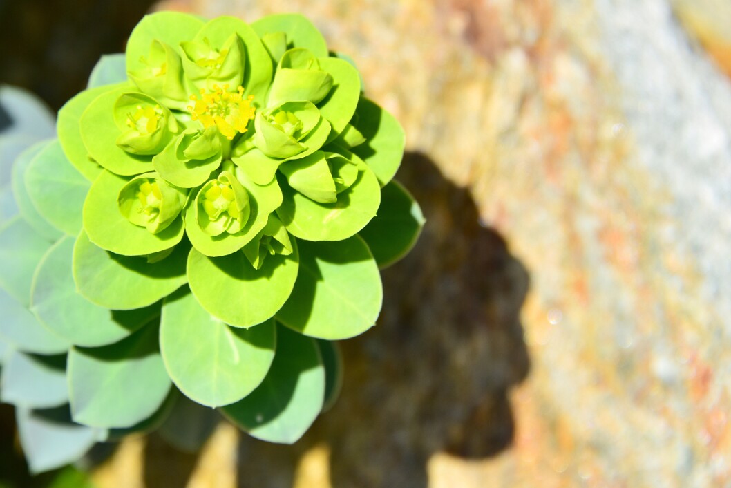 Myrtle Spurge in Bright Morning Sunlight