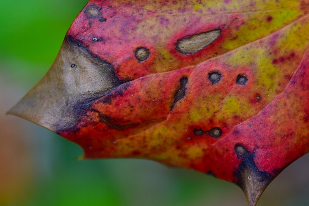 Leatherleaf Mahonia Leaf Detail