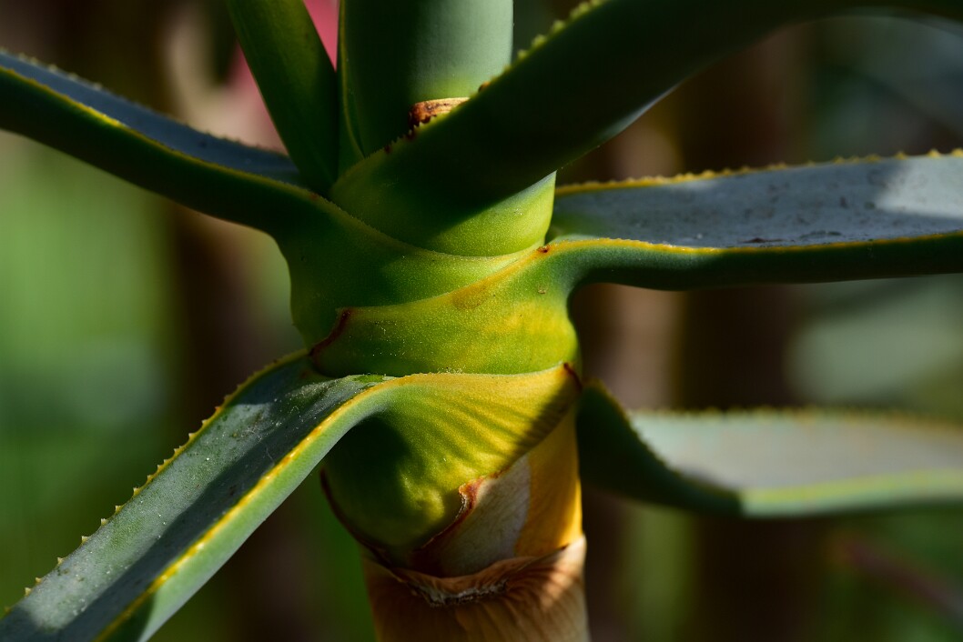 Close Shot of the Top of a Tree Aloe