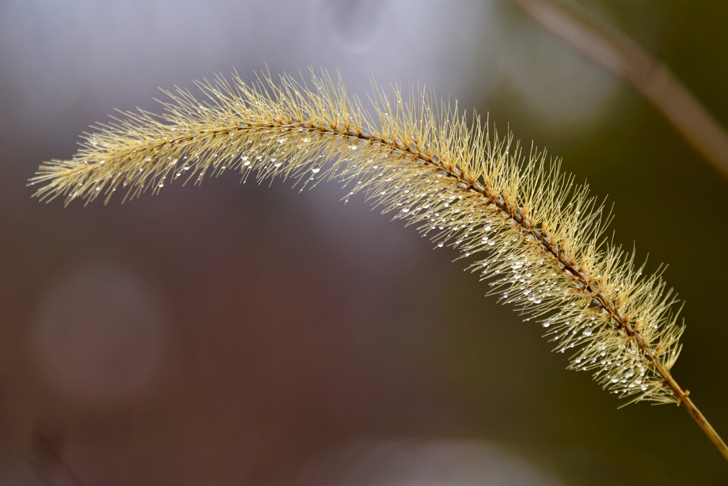 Raindrops on Dry Plant