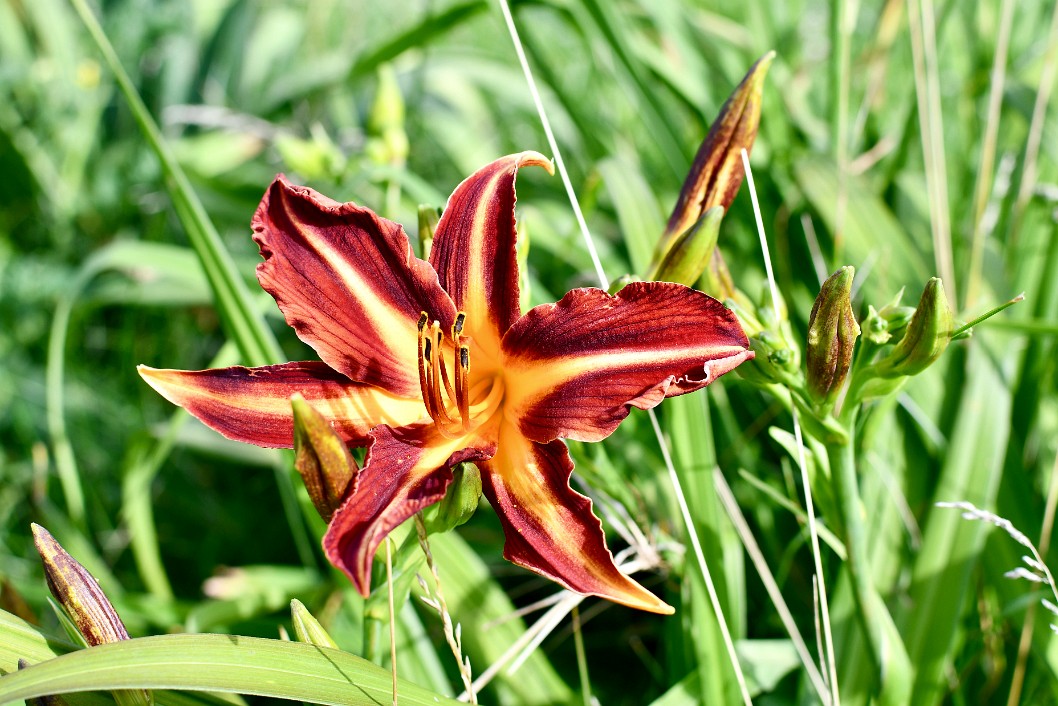 First of My Summer Daylilies