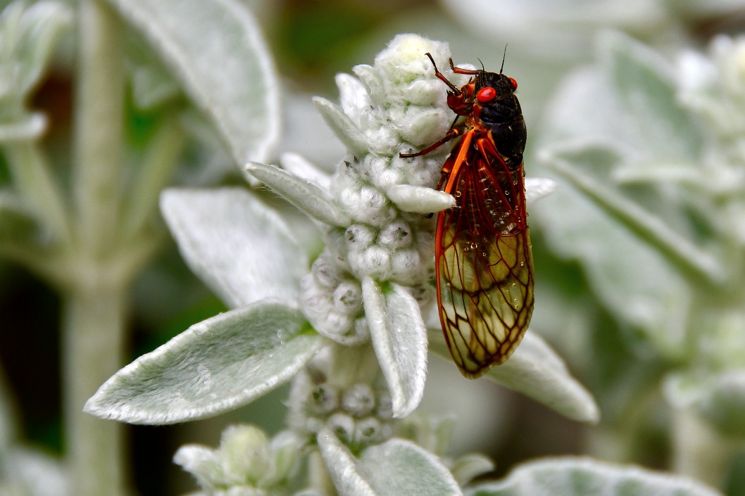 Dark Cicada on White Plant