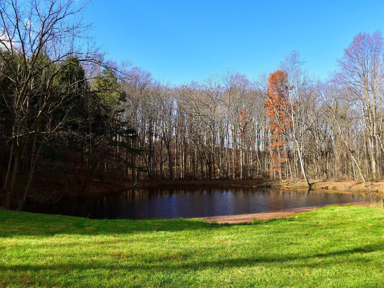 Woods and Pond