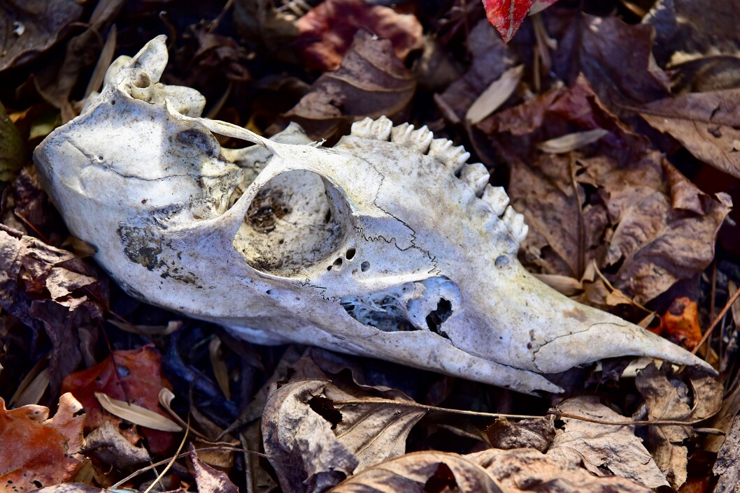 Deer Skull in the Leafs