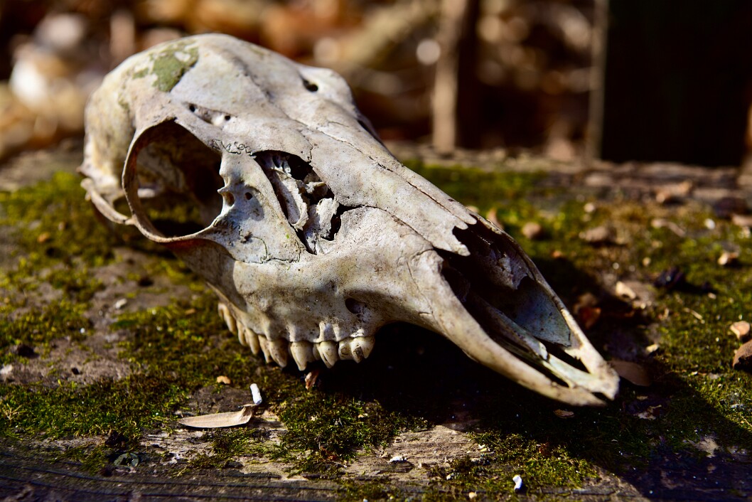 Deer Skull on Moss and Wood 1