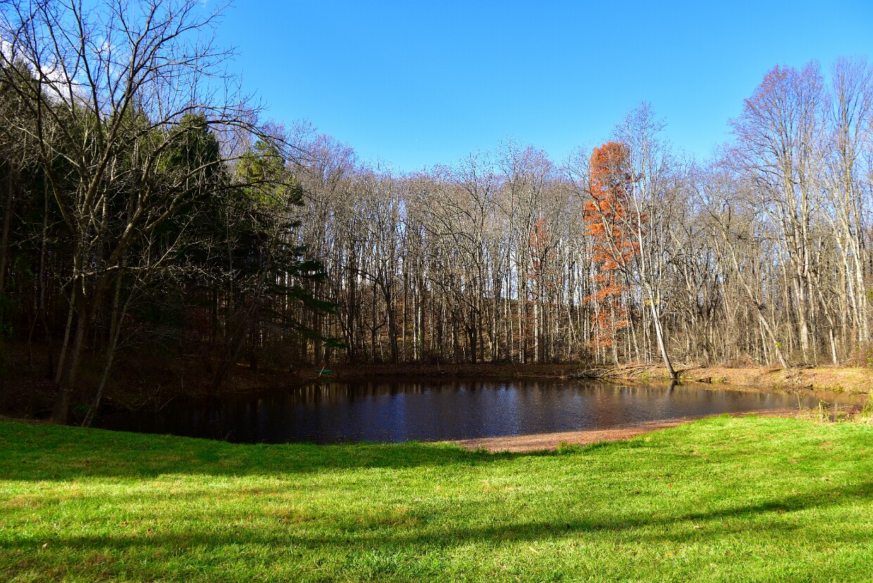 Woods and Pond