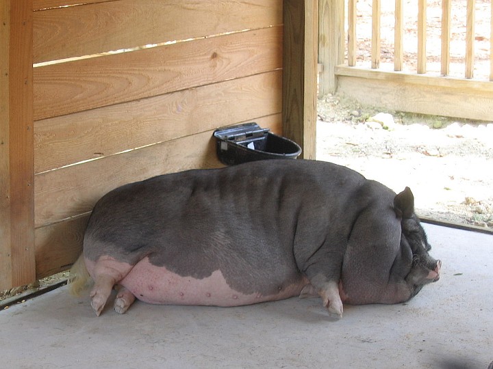 A Pig in Need of a Diet A Pig in Need of a Diet