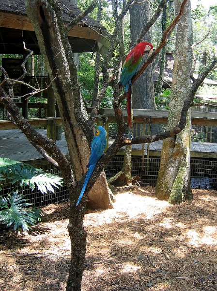 Bright Parrots, Dull Tree Bright Parrots, Dull Tree