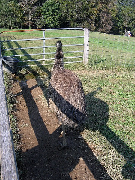 Emu in the Shadows Emu in the Shadows