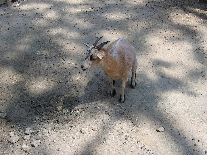 Tiny Goat Tiny Goat