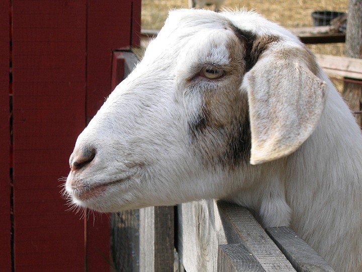 Goat Up Close Goat Up Close