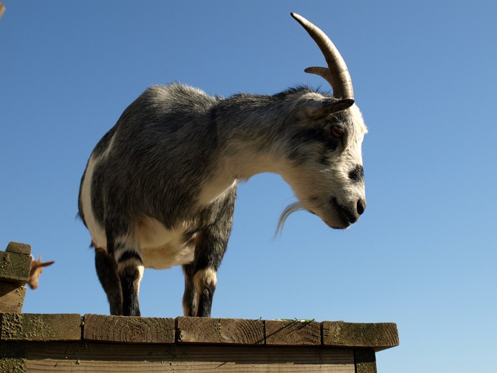 Grey Goat Looking Down Upon Us All Grey Goat Looking Down Upon Us All