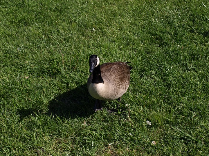 Just a Goose Just a Goose