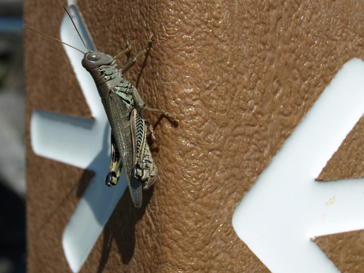 Locust on the Post Locust on the Post