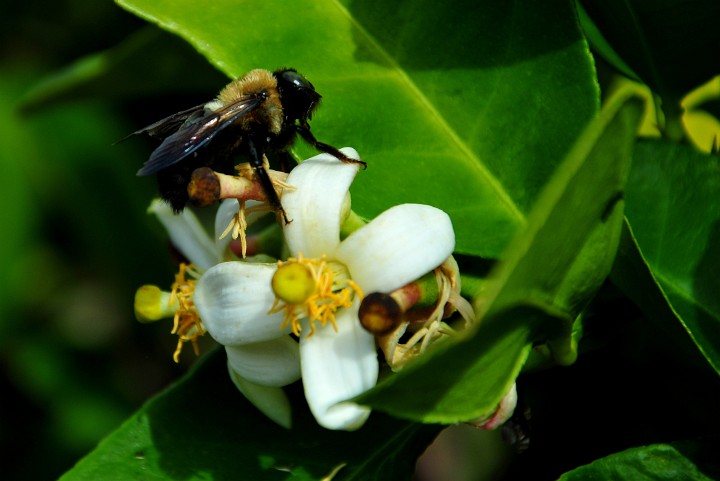 Bee on White Flower Bee on White Flower