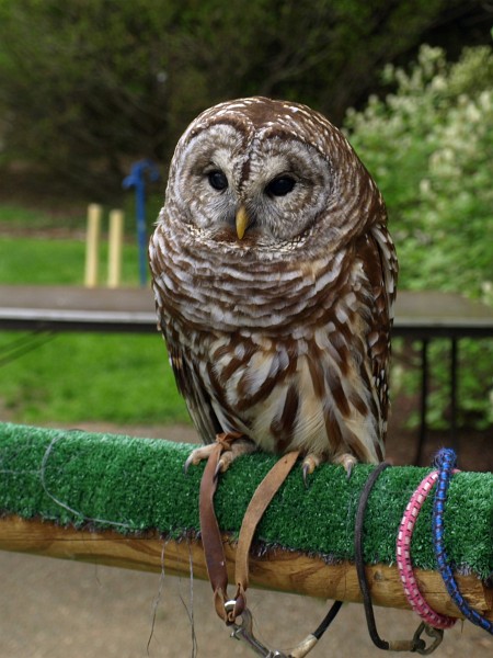 Well Rounded Barred Owl Well Rounded Barred Owl
