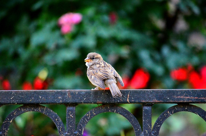 Fence Bird Fence Bird