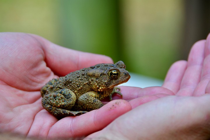 Hand-held Toad