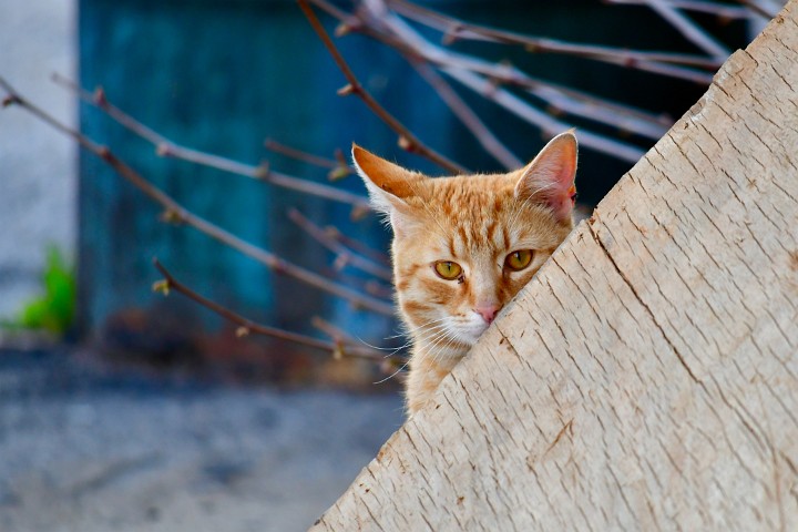 Feral Cat Peek 1