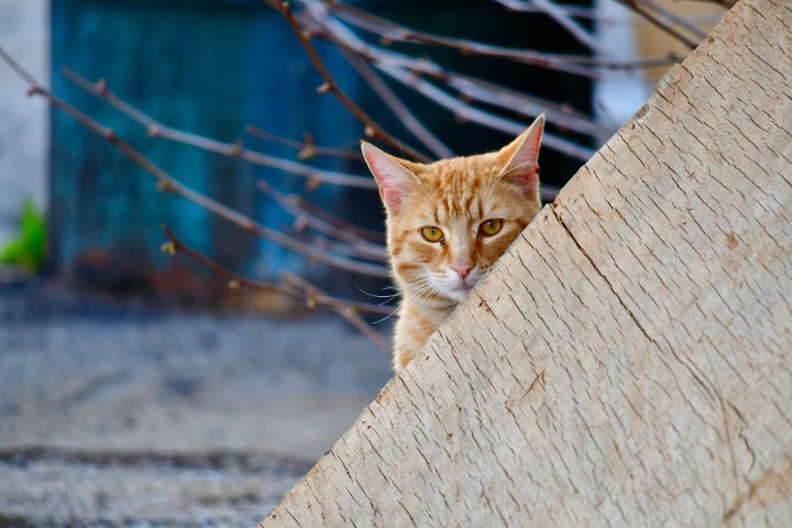 Feral Cat Peek 2