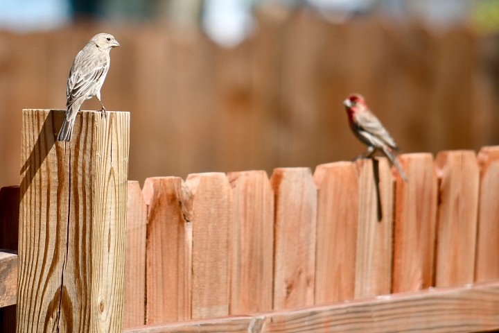 House Finch Pair on the Fence