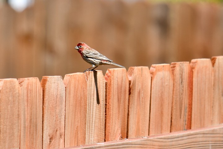 House Finch With Red Head