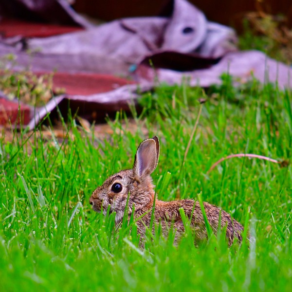 Little Rabbit in the Grass