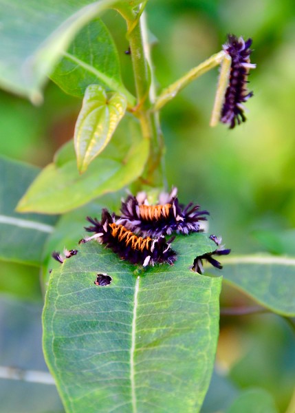 Orange and Black Caterpillars Having a Leafy Meal