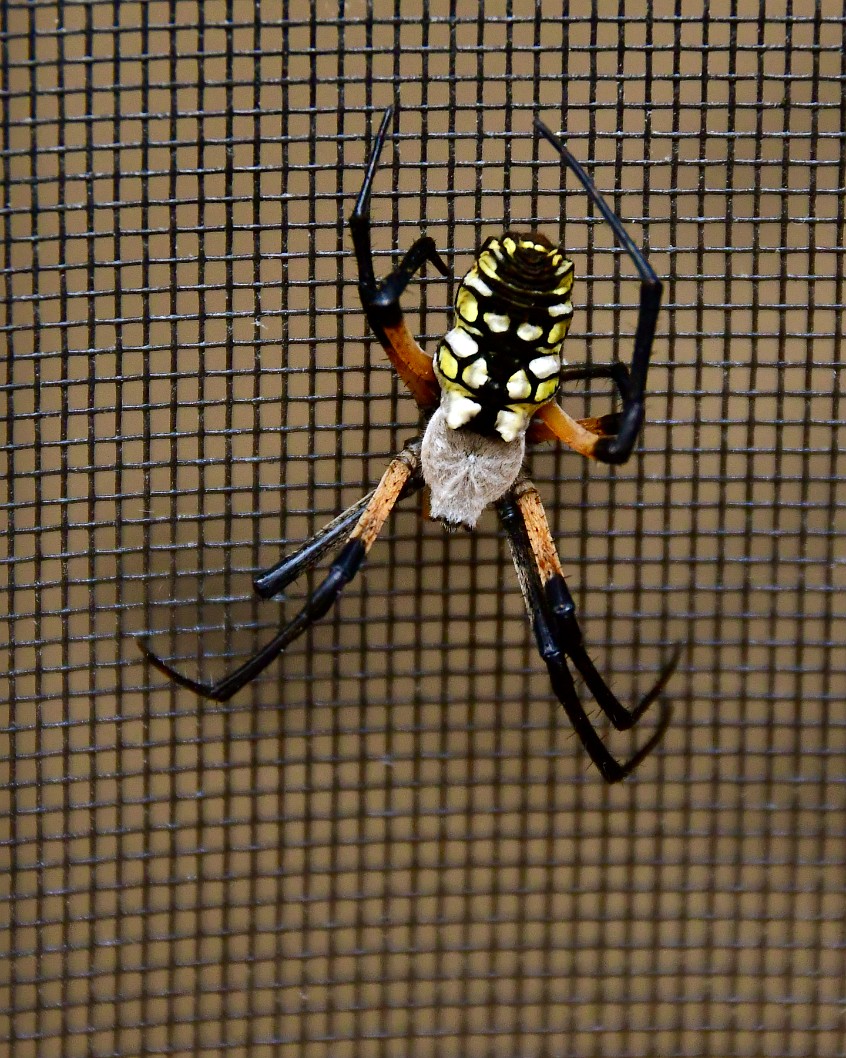 Yellow Garden Spider on a Screen