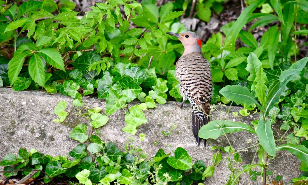 Northern Flicker Checking Me Out