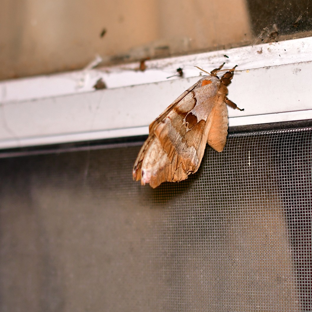 Polyphemus Moth Resting on My Front Porch Window