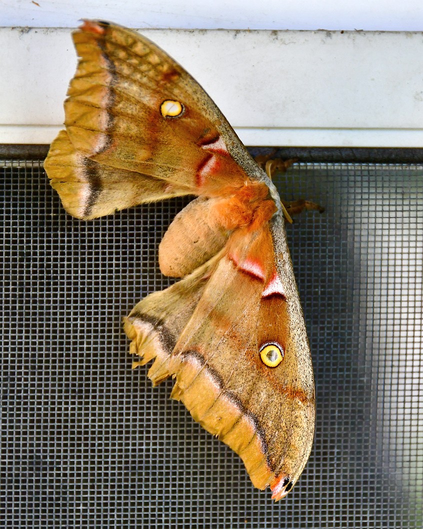 Yellow Eyes on the Polyphemus Moth