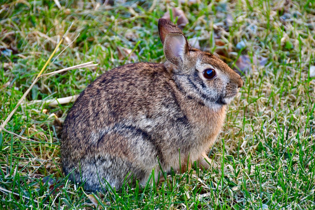 Friendly Rabbit in the Yard