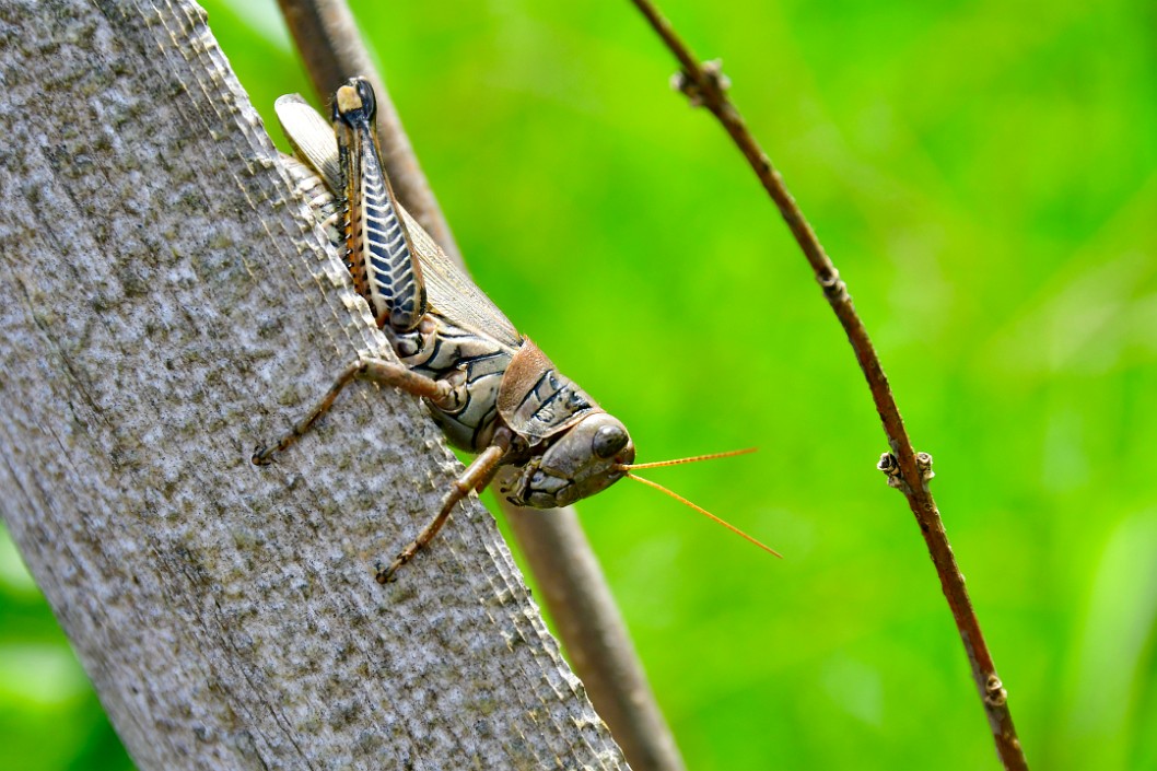 Grasshopper Gripped