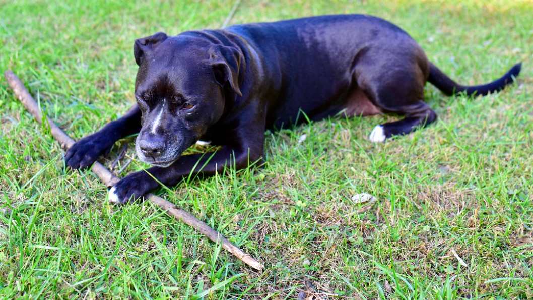 Guarding His Stick