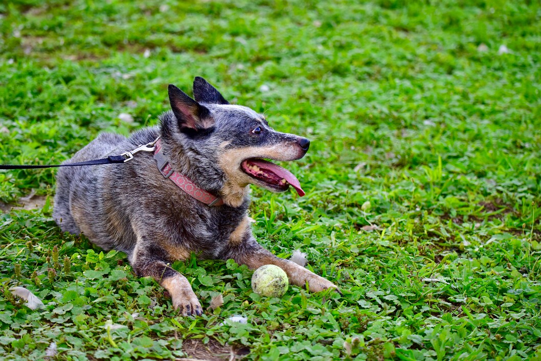 Bella and Her New Ball