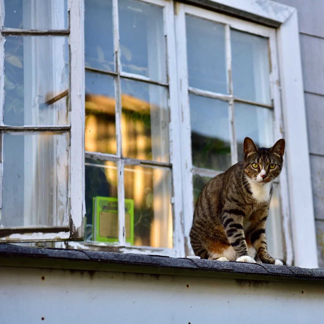 Cat by the Windows 1